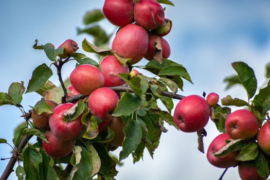 Red apples on a tree branch against the sky, September day view