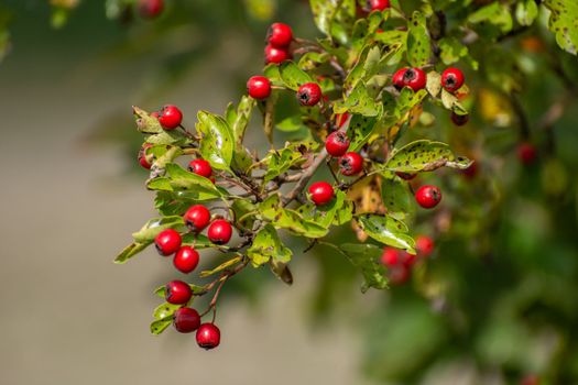 Twig with red small hawthorn berries, Christmas decoration shrub, September view