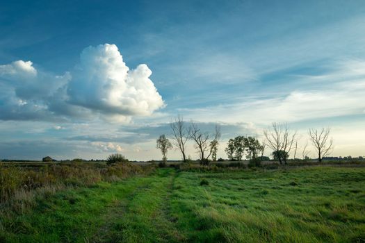 Green meadow with trees without leaves and clouds on the evening blue sky