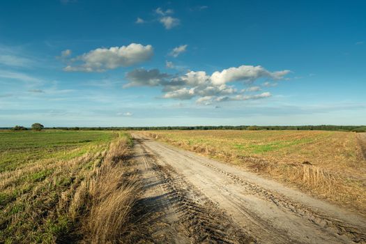 Dirt Road Between Fields and Little Clouds in the Sky, Rural Landscape