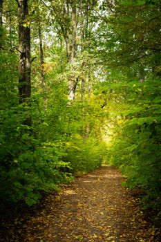 Mysterious Empty Path in the Green Forest with the Sunlight