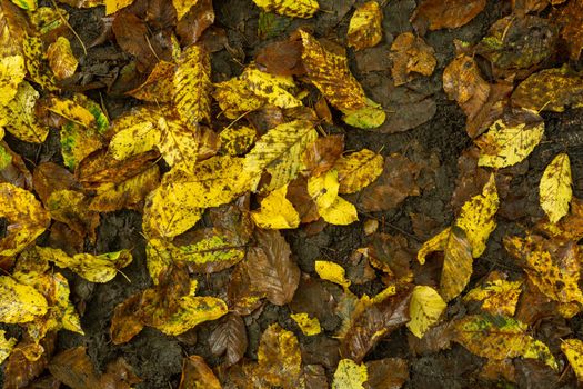 Many Yellow Fallen Leaves On Wet Ground, Autumnal Background