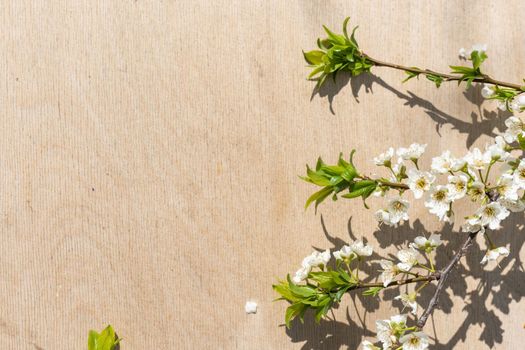 Spring blooming branches on wooden background. Apple blossoms