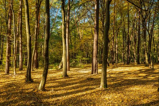 Beautiful autumn forest in the sun, eastern Poland