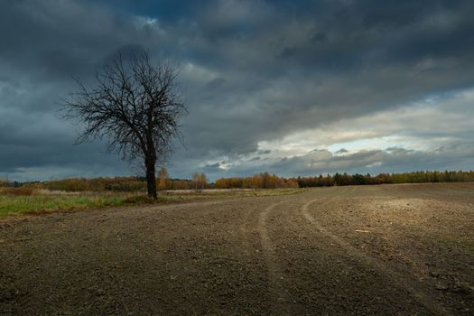 Bare tree growing in a plowed field and overcast sky, Zarzecze, Poland