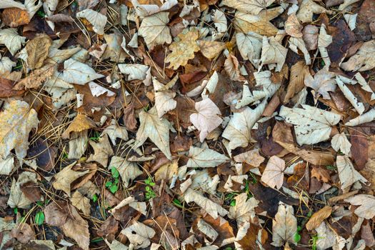 Dry fallen leaves lying on the ground, autumn background