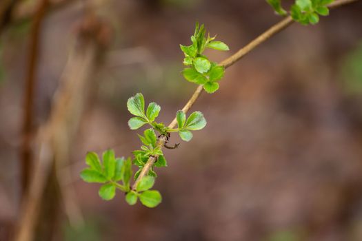 Single twig with small green leaves, spring view
