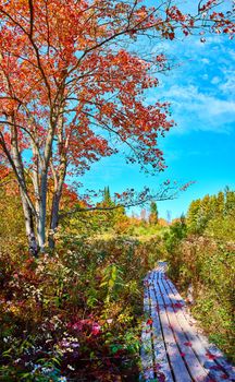 Image of Beautiful red fall tree along wood boardwalk path with leaves covering trail