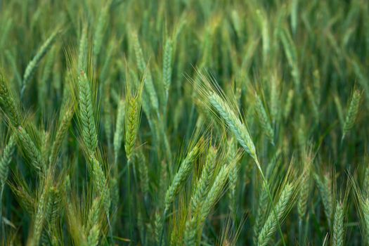 Green and yellow triticale field in close-up, spring rural day