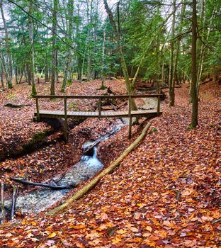 Image of Hiking in forest with small creek and walking bridge over and fall leaves on ground