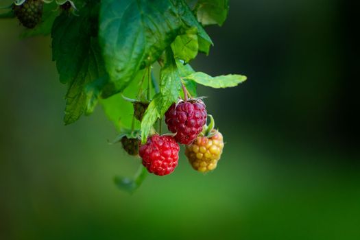 Two red and yellow raspberries hanging on a twig