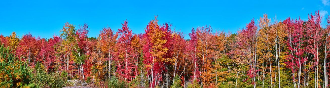 Image of Panorama of forest edge showcasing variety of fall colors