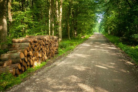 Cut trees by the road into the green forest