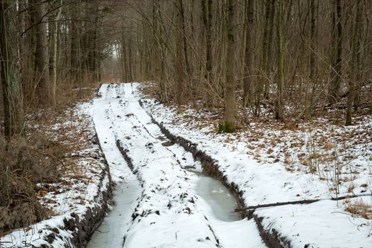 A dirt road through a snowy forest, February day