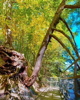 Image of Panorama of large uprooting tree with 180 bent trunk along boardwalk in fall forest