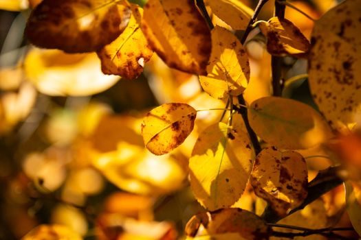 Foliage of withering yellow leaves in close-up, sunny autumn day