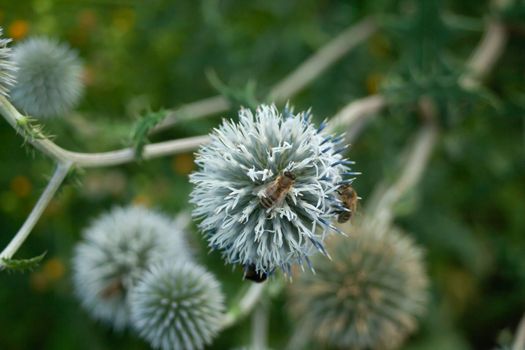 Echinops flowers and two bees collecting pollen, top view