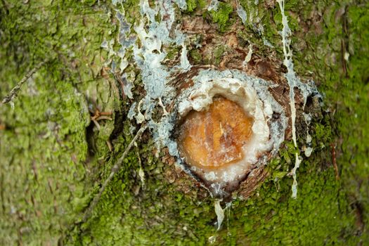 White resin on a tree, close-up on the green trunk