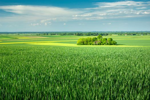 Large field with green cereals and the blue sky