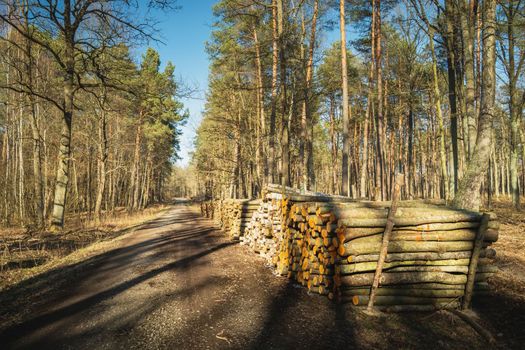 Wood stored by the road in a coniferous spring forest