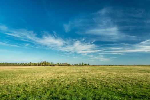 Spring meadow to the horizon and white clouds on the blue sky