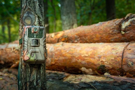 Camera trap attached in the forest, woods monitoring, eastern Poland