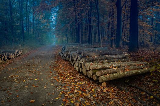 Wood storage by the road in the autumn forest, October evening in eastern Poland