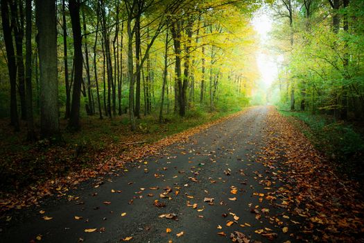 Fallen leaves on the road in the woods, October day in eastern Poland