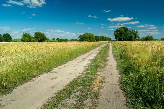 Country road through grain fields and clear skies, Nowiny, Poland