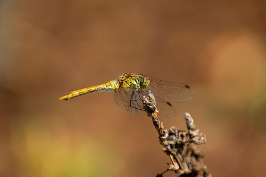 A yellow dragonfly sits on a branch, summer view