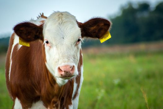 A spotted cow calf in the pasture, summer view in Poland