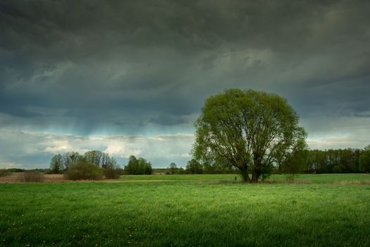 Big tree in the green meadow and rainy sky, eastern Poland