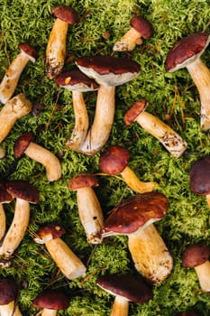 There are a lot of mushrooms lying in the forest on green moss. A lot of Polish moss mushrooms.