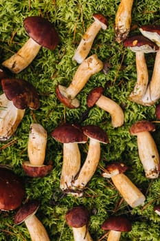 There are a lot of mushrooms lying in the forest on green moss. A lot of Polish moss mushrooms.