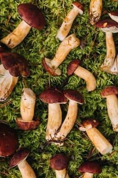 There are a lot of mushrooms lying in the forest on green moss. A lot of Polish moss mushrooms.