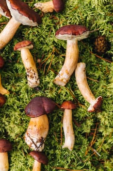 There are a lot of mushrooms lying in the forest on green moss. A lot of Polish moss mushrooms.