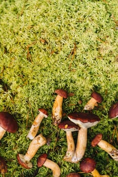 There are a lot of mushrooms lying in the forest on green moss. A lot of Polish moss mushrooms.