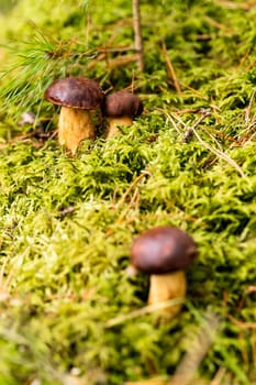 There are a lot of mushrooms lying in the forest on green moss. A lot of Polish moss mushrooms.