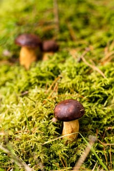 There are a lot of mushrooms lying in the forest on green moss. A lot of Polish moss mushrooms.