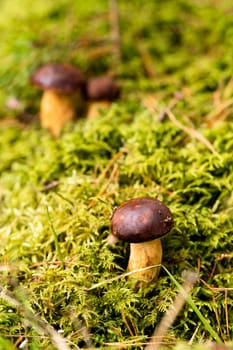 There are a lot of mushrooms lying in the forest on green moss. A lot of Polish moss mushrooms.