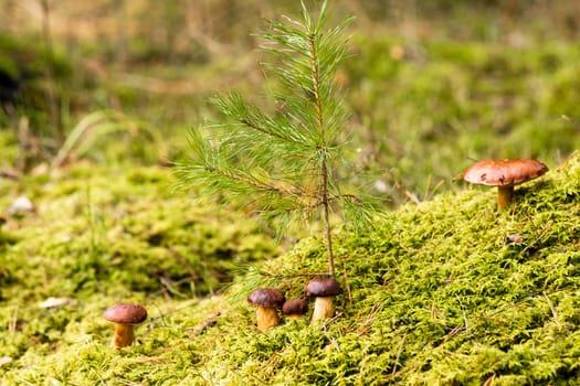 There are a lot of mushrooms lying in the forest on green moss. A lot of Polish moss mushrooms.