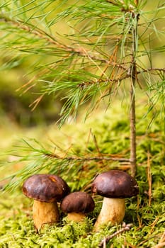 There are a lot of mushrooms lying in the forest on green moss. A lot of Polish moss mushrooms.