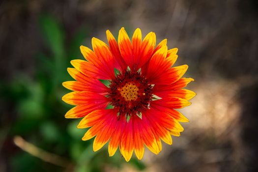 Close up Gaillardia - blanket flower - beautiful bright yellow and red flower.