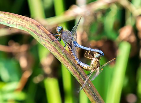 Dragonfly, male and female during the breeding season. Make love