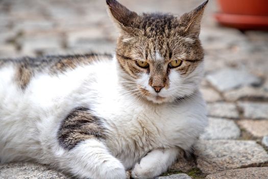 Cute cat relaxing on the ground. 