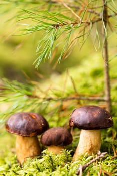 There are a lot of mushrooms lying in the forest on green moss. A lot of Polish moss mushrooms.