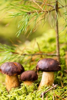 There are a lot of mushrooms lying in the forest on green moss. A lot of Polish moss mushrooms.