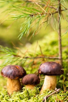 There are a lot of mushrooms lying in the forest on green moss. A lot of Polish moss mushrooms.