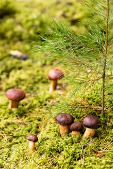 There are a lot of mushrooms lying in the forest on green moss. A lot of Polish moss mushrooms.