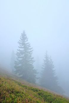 Silhouettes of trees on a foggy morning in the mountains or forest